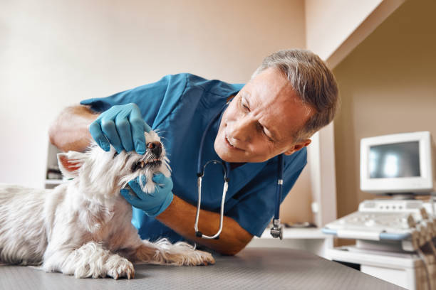Best Emergency Tooth Extraction in Englewood, FL